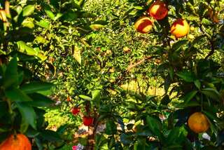 Апартаменты Apartments Suster Бар Одноместный номер-5